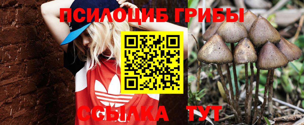 Галлюциногенные грибы Psilocybine cubensis  Вход с VPN  Ессентуки 